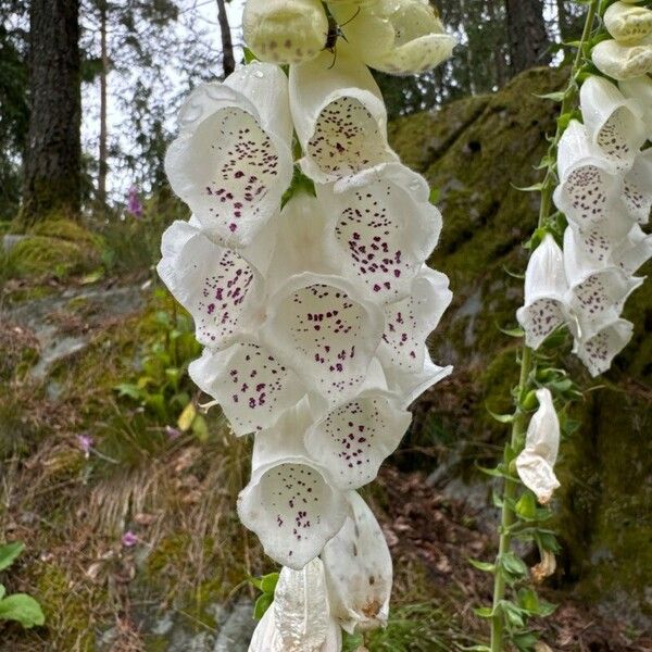 Digitalis grandiflora Kvet