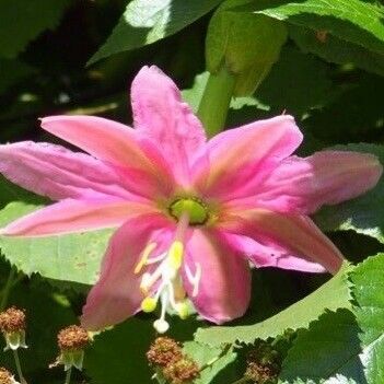 Passiflora tripartita Lorea