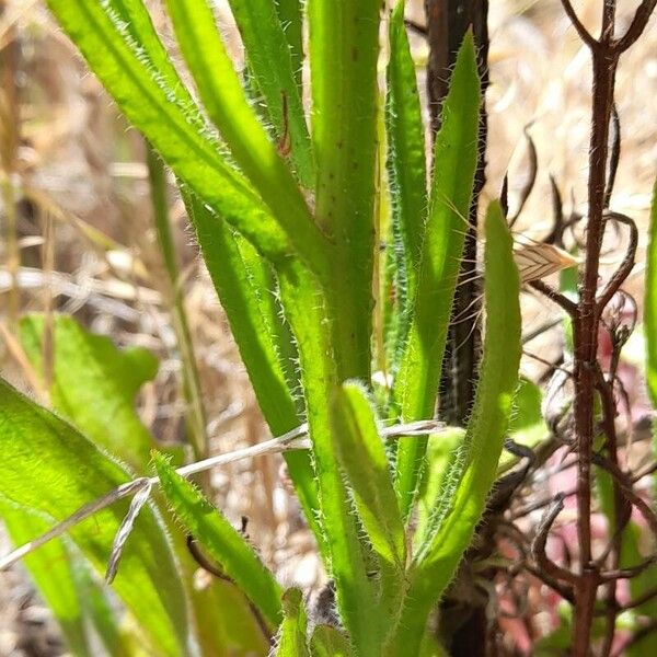 Limonium sinuatum Leaf