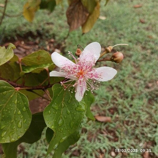 Bixa orellana Blomst