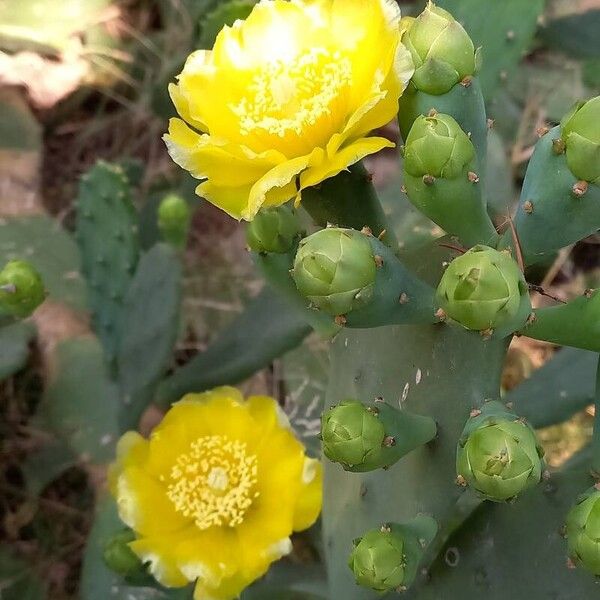 Opuntia ficus-indica Õis