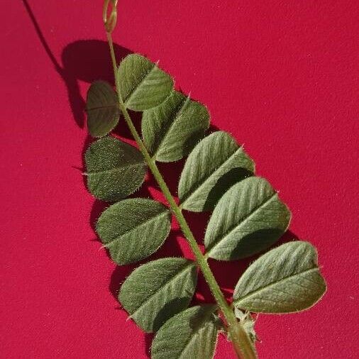 Lathyrus setifolius Yaprak