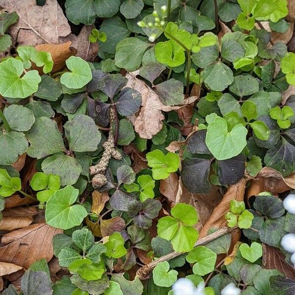 Cardamine trifolia Leht