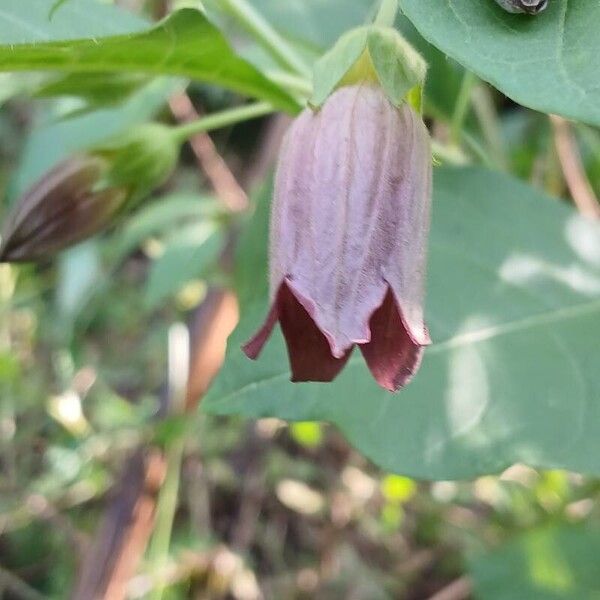 Atropa bella-donna Fleur