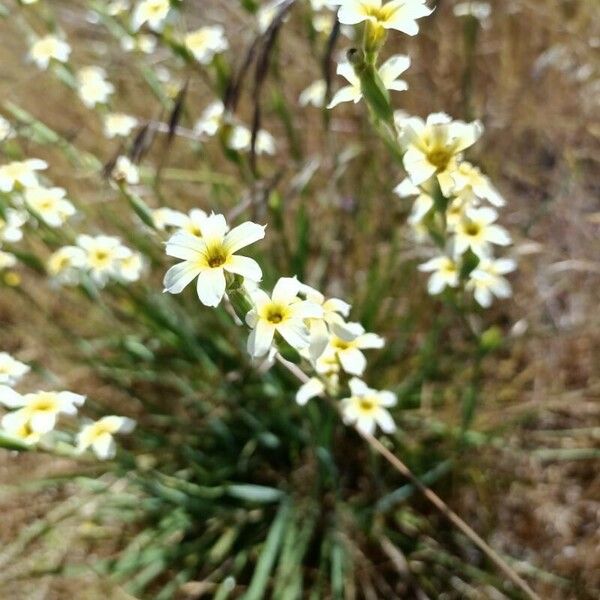 Sisyrinchium striatum Flower