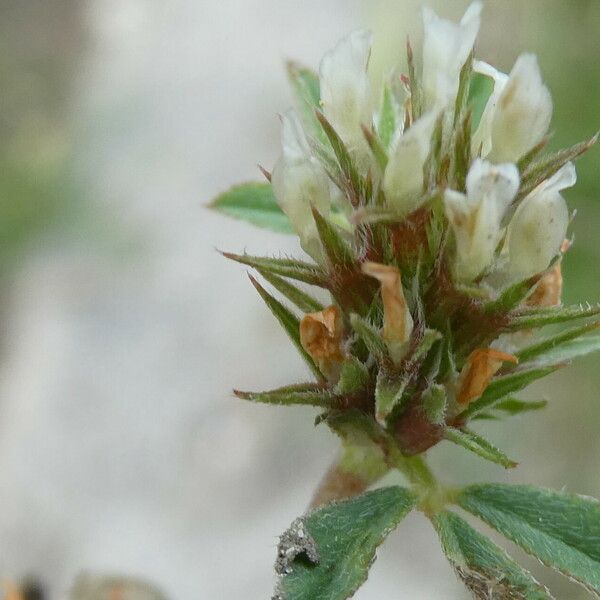Trifolium scabrum Квітка