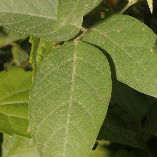 Centrosema pubescens Blad