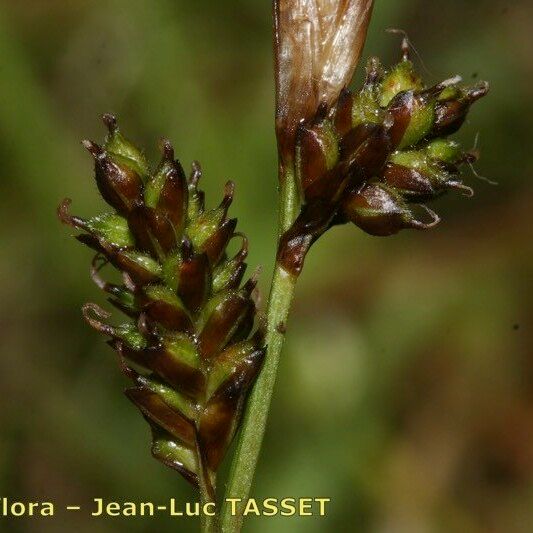 Carex umbrosa Fruit