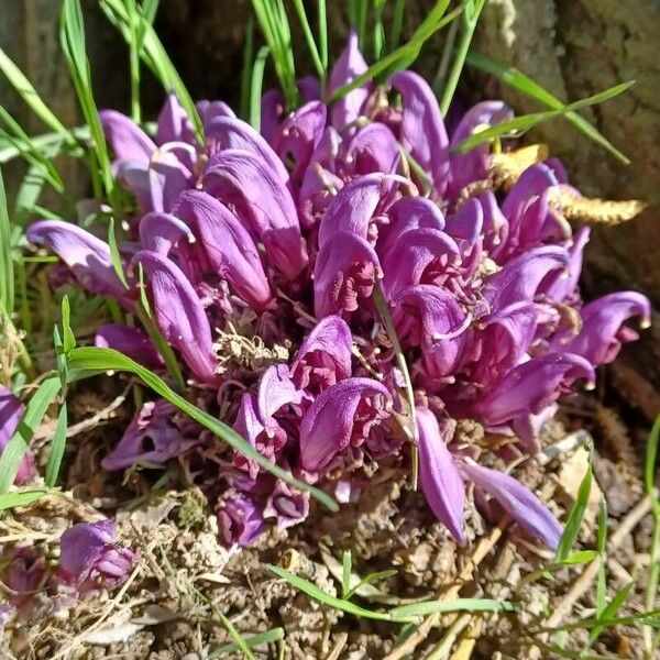 Lathraea clandestina Lorea