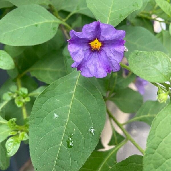 Lycianthes lycioides Flower