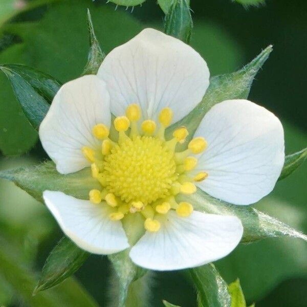 Fragaria viridis 花