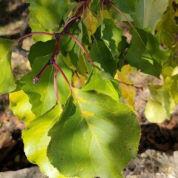 Prunus armeniaca 叶