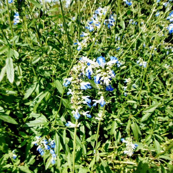 Salvia uliginosa Habitat