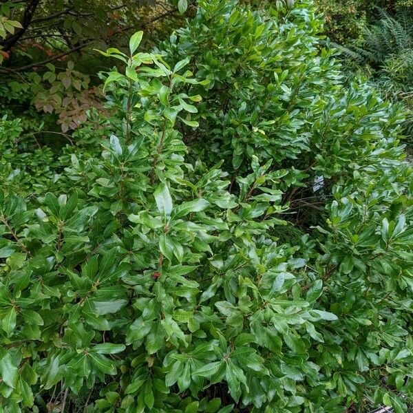 Myrica caroliniensis Habit