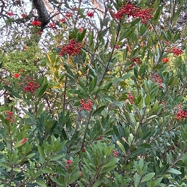 Photinia arbutifolia 葉