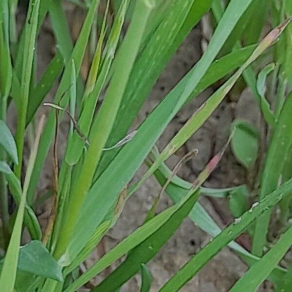 Bromus tectorum Leaf