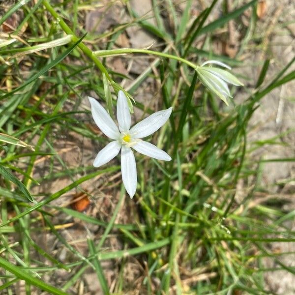 Ornithogalum orthophyllum Flower