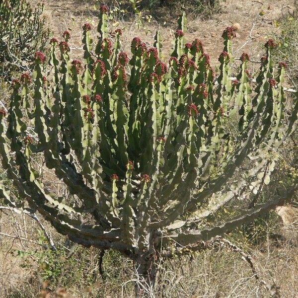 Euphorbia cooperi Flower