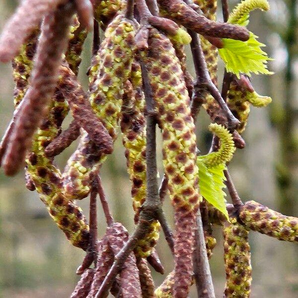 Betula pendula Λουλούδι