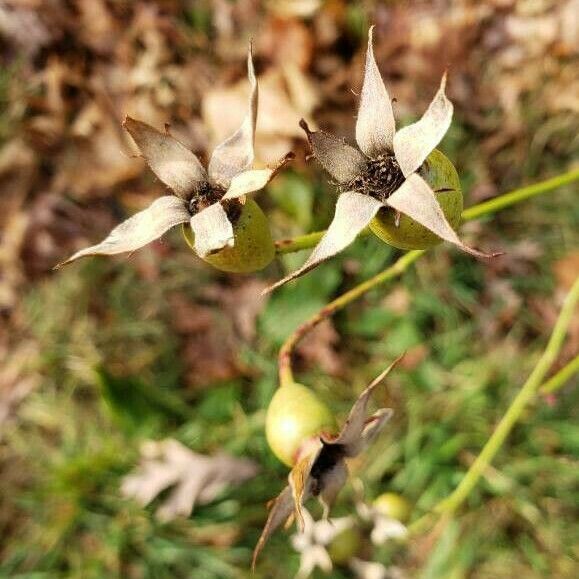 Rosa chinensis 果実