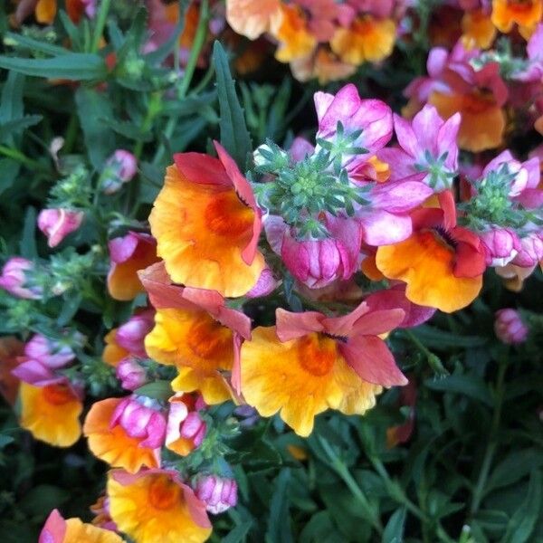 Nemesia strumosa Blüte