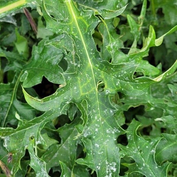 Acanthus spinosus Blatt