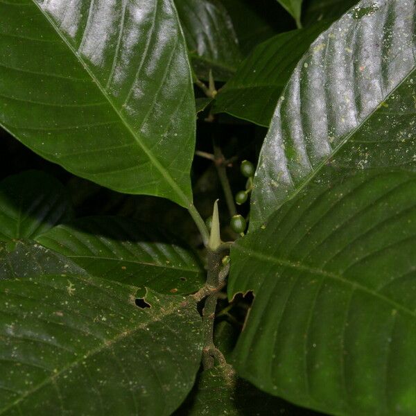 Psychotria panamensis 葉