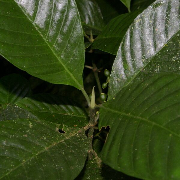 Psychotria panamensis Folha