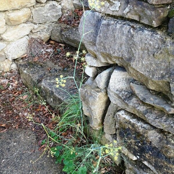 Foeniculum vulgare Habit