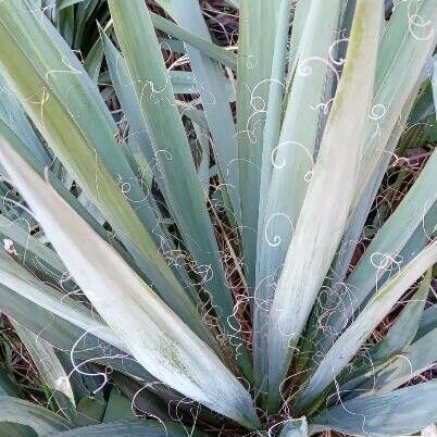 Yucca filamentosa 整株植物