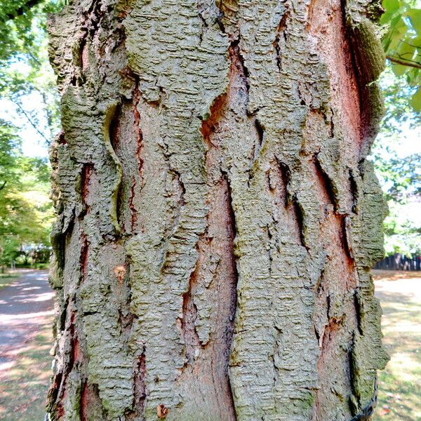 Gleditsia triacanthos Bark