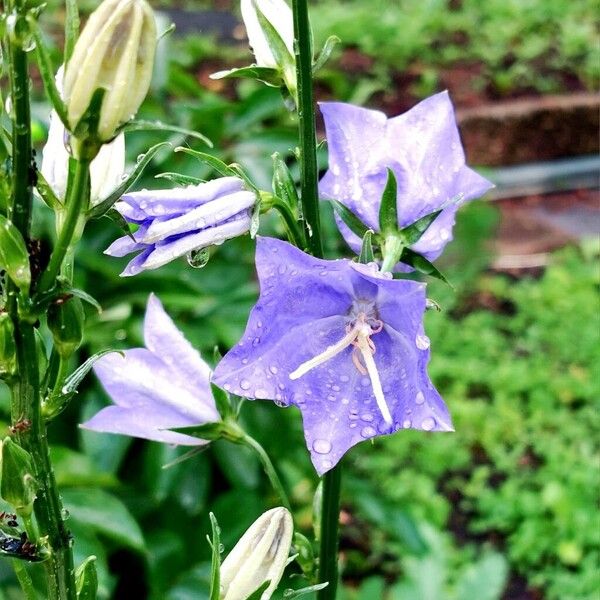 Campanula persicifolia Flower