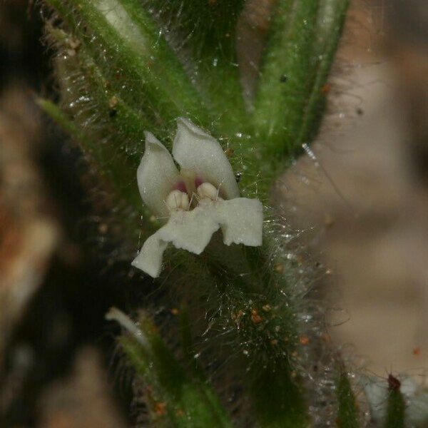 Lafuentea rotundifolia Flower