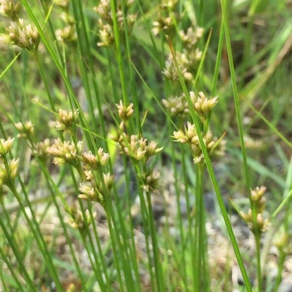 Juncus filiformis List