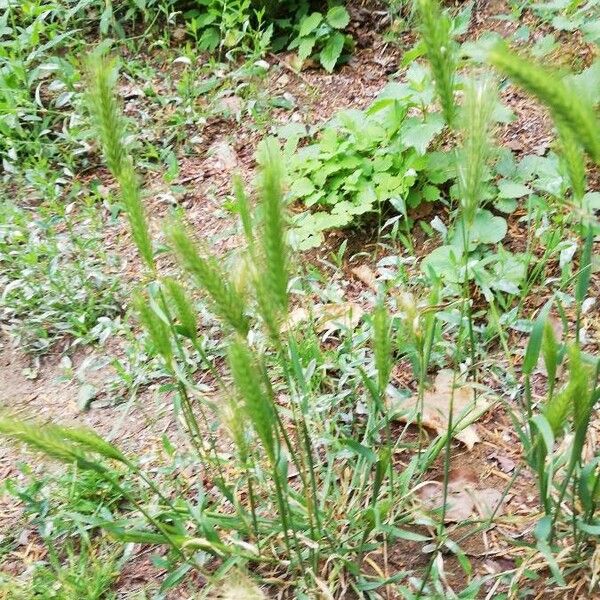 Hordeum pusillum ഇല