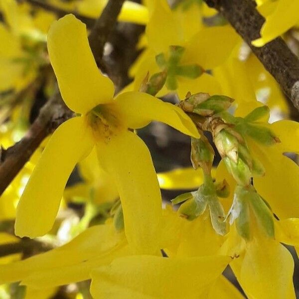 Forsythia suspensa 花