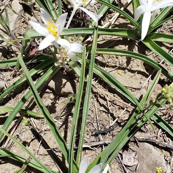 Leucocrinum montanum 花