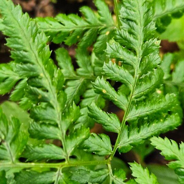 Dryopteris dilatata Hoja