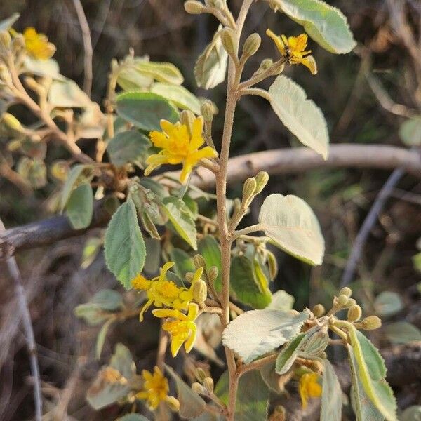 Grewia bicolor Flower