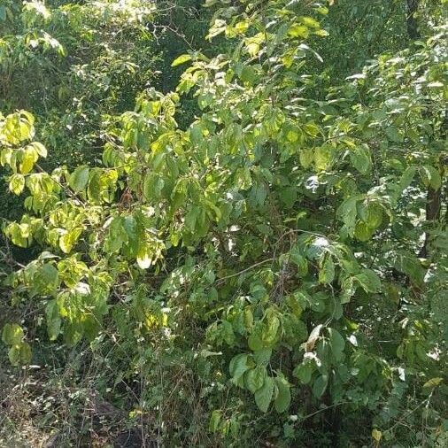 Vangueria madagascariensis عادت