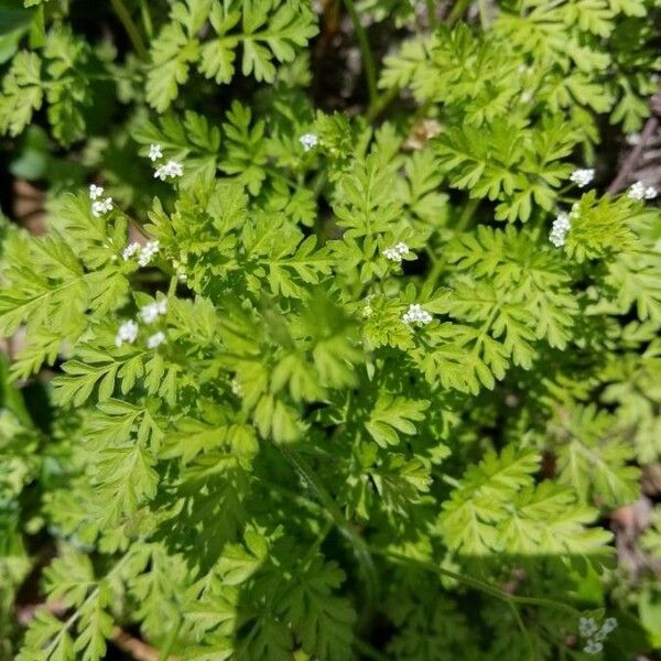 Chaerophyllum tainturieri ᱥᱟᱠᱟᱢ