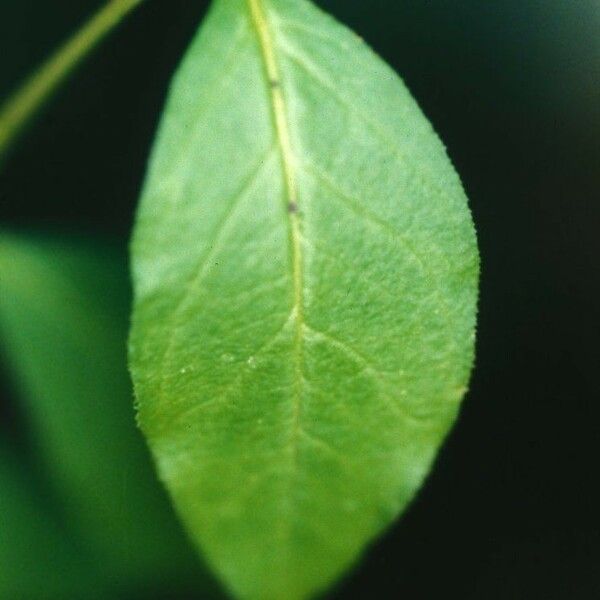 Polygala senega Leaf