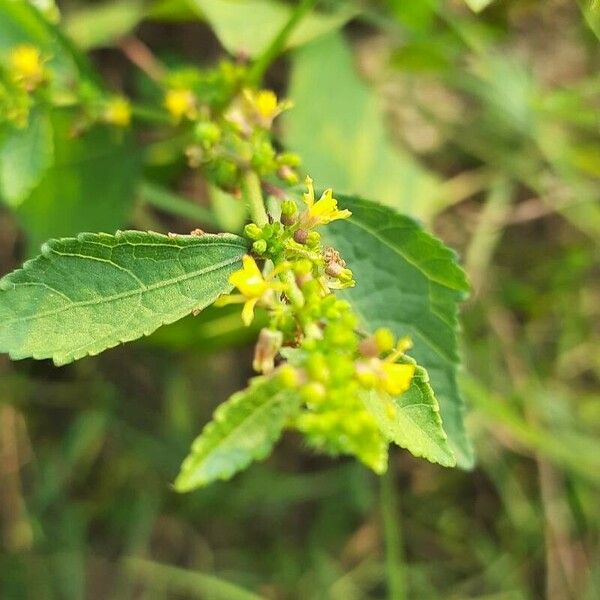 Triumfetta rhomboidea Flower