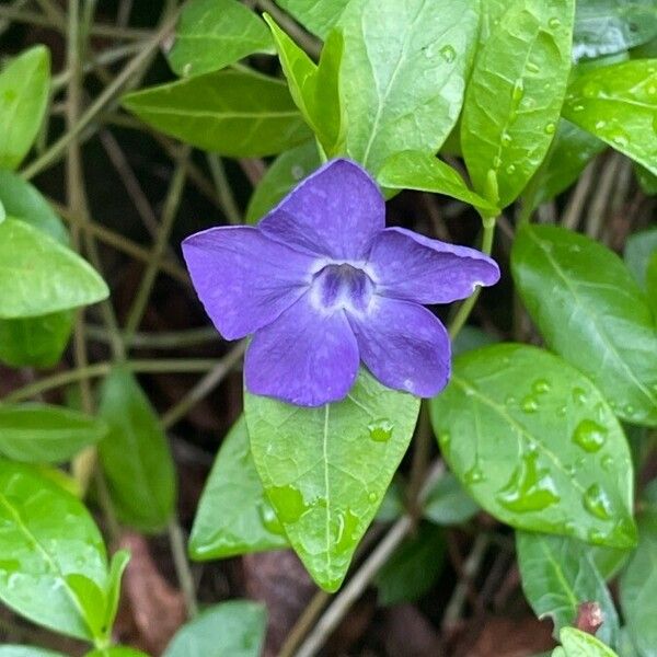 Vinca minor Kvet