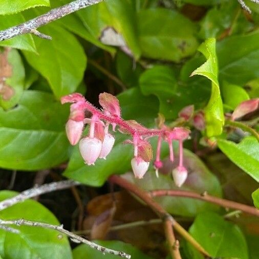 Gaultheria shallon Blüte