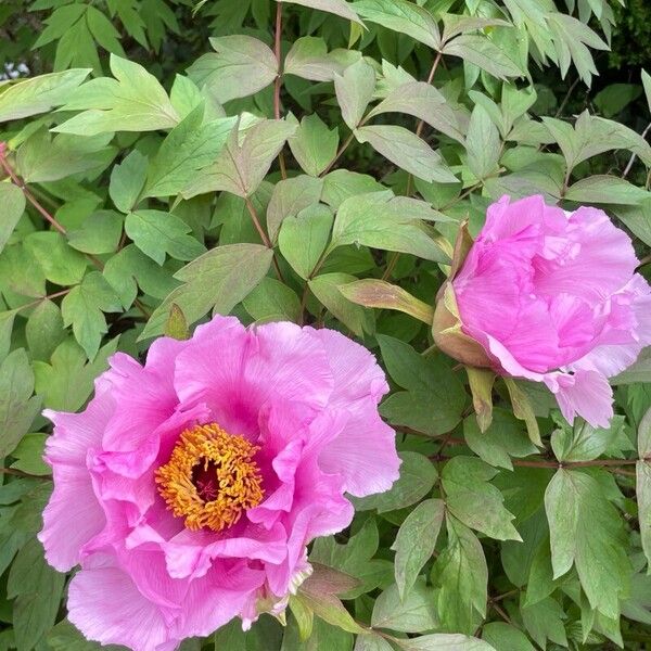 Paeonia × suffruticosa ᱵᱟᱦᱟ