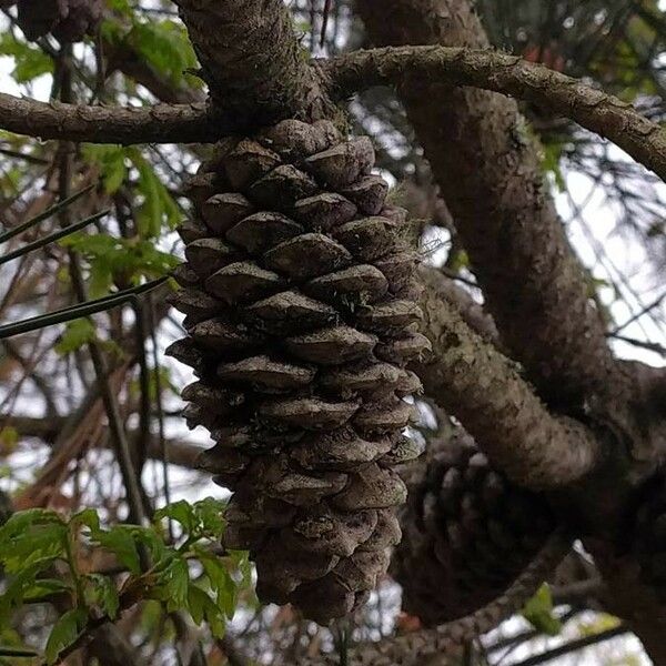 Pinus pinaster Fruit