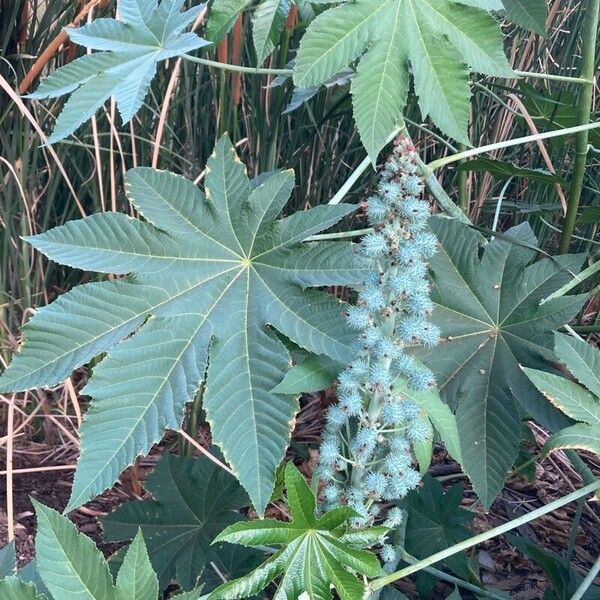 Ricinus communis Fuelha