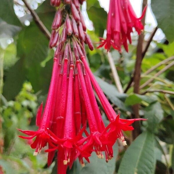 Fuchsia boliviana Cvet