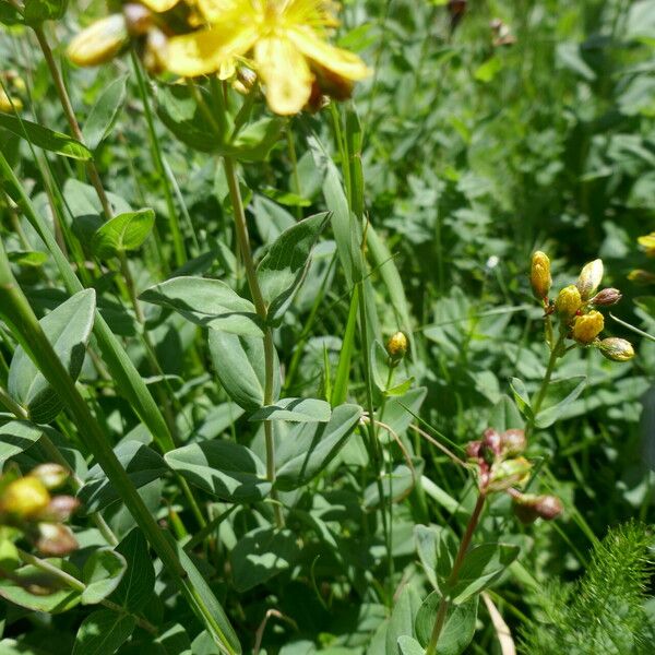 Hypericum richeri Blatt